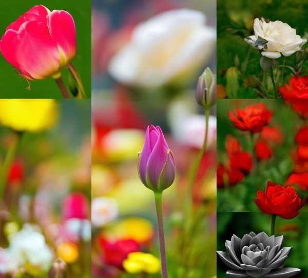 花语千重，自然之美与象征意蕴,百合花的多重含义，从自然之美到精神象征,生机,纯洁,第1张