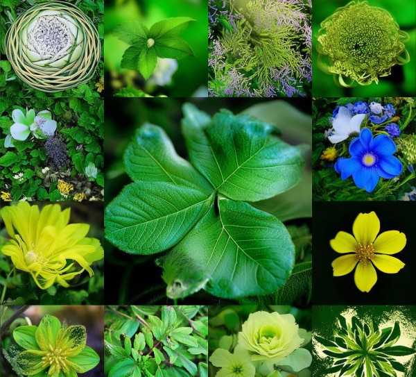 花叶子的多功能奥秘，大自然的绿色财富秘籍